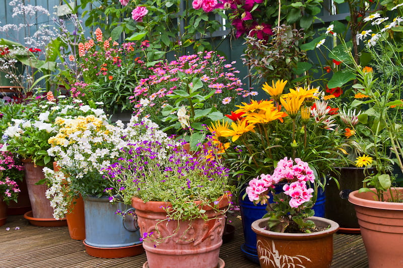 Container garden on patio