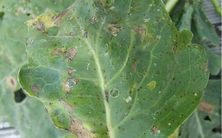 Alternaria leaf spot symptoms