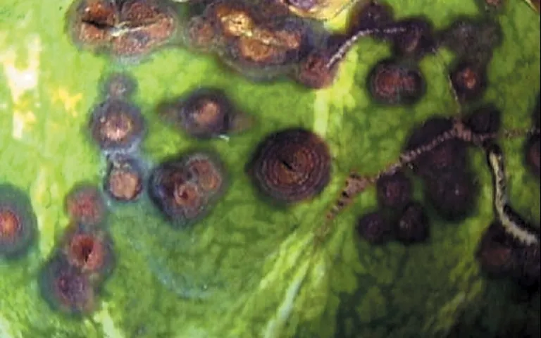 Anthracnose symptoms