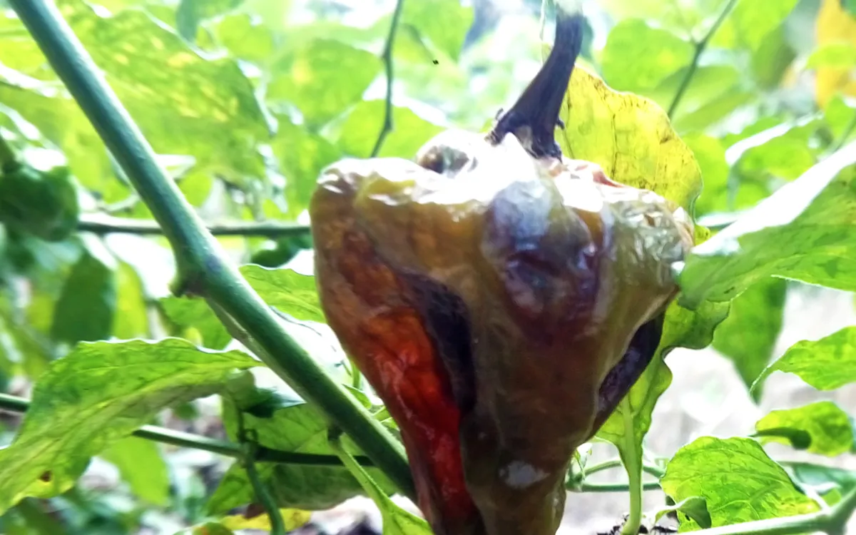 Anthracnose symptoms