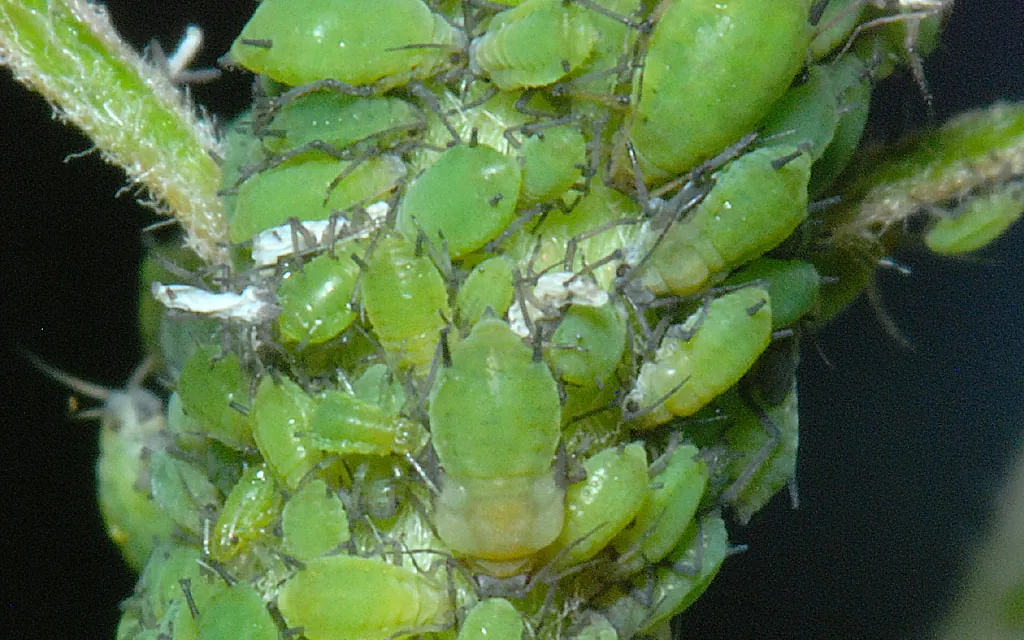 Aphids symptoms