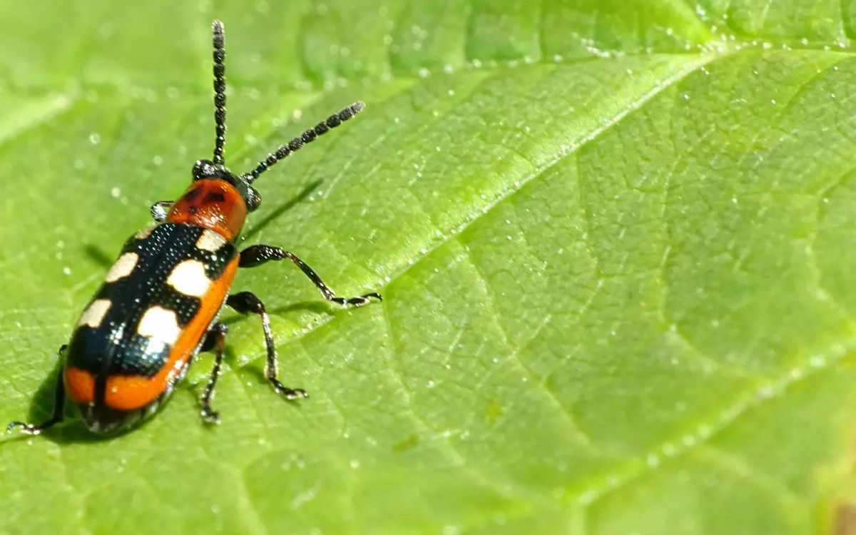 Asparagus beetles symptoms