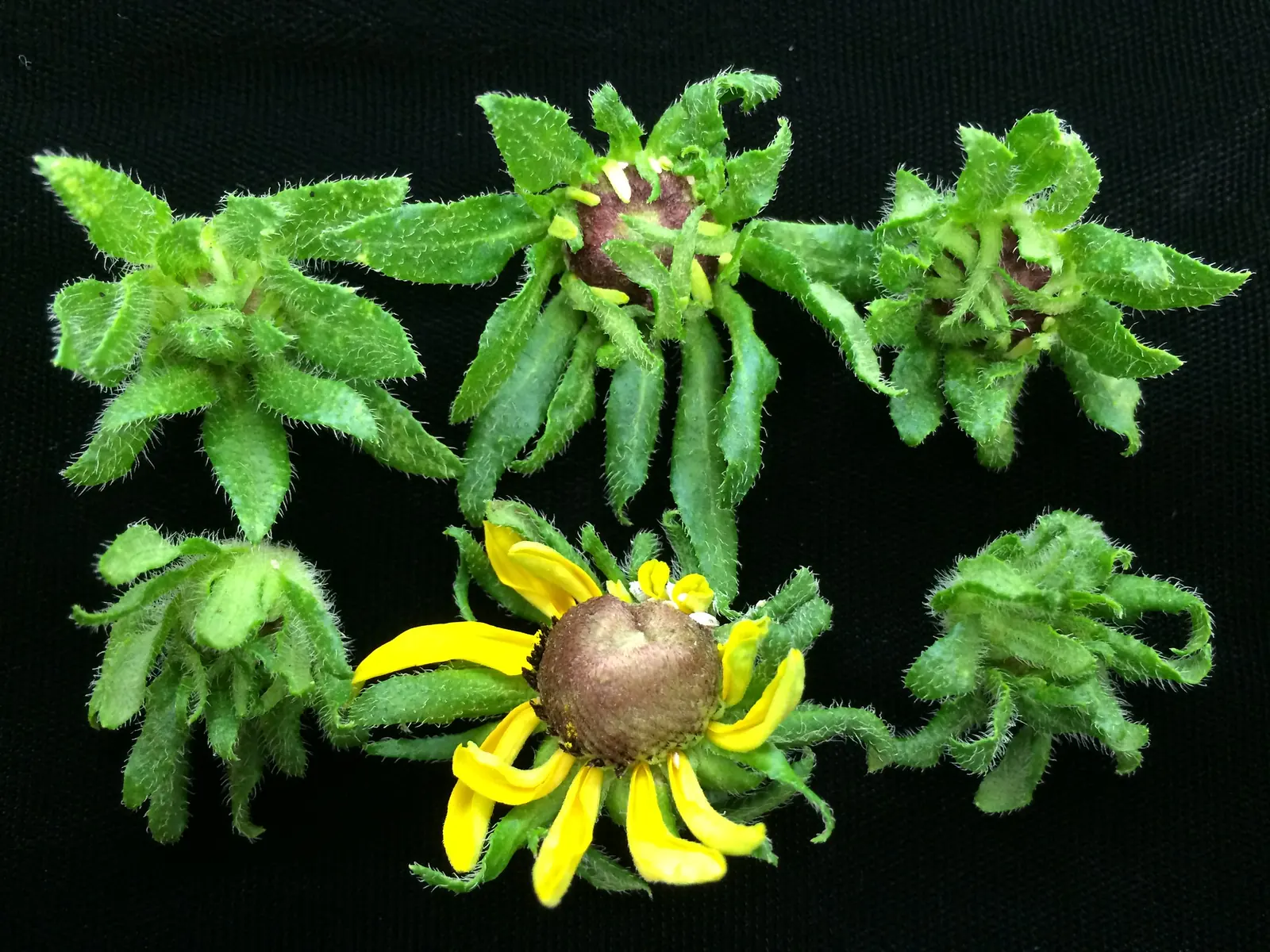 Aster yellows (vector-driven) symptoms