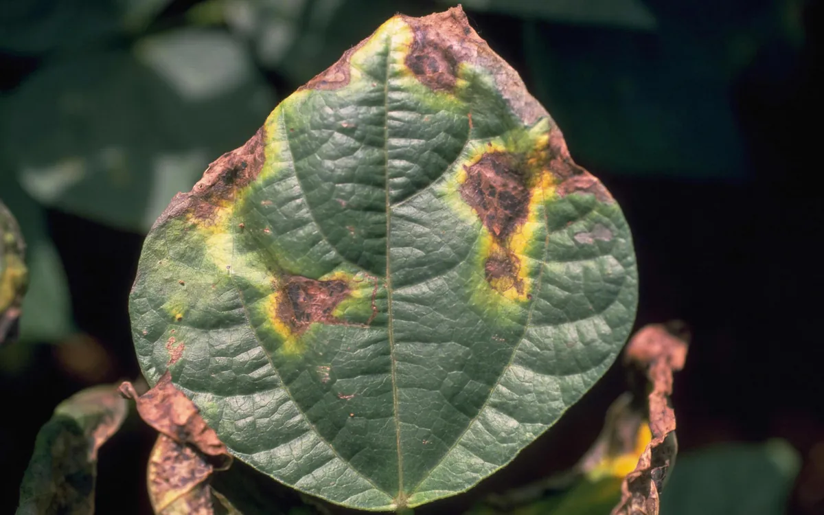 Bacterial blight symptoms