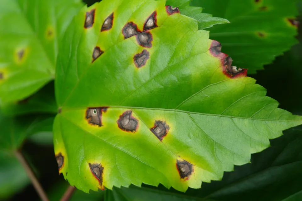 bacterial-leaf-spot symptoms