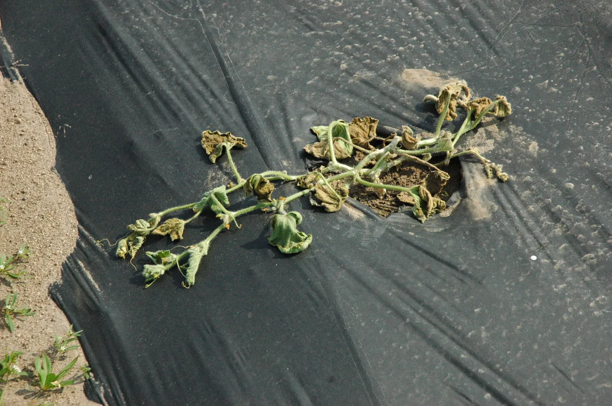 Bacterial wilt symptoms