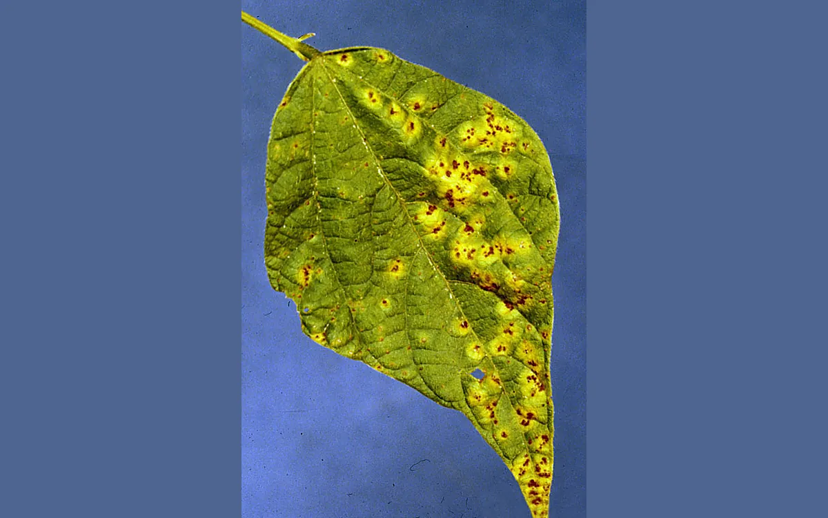 Bean rust symptoms