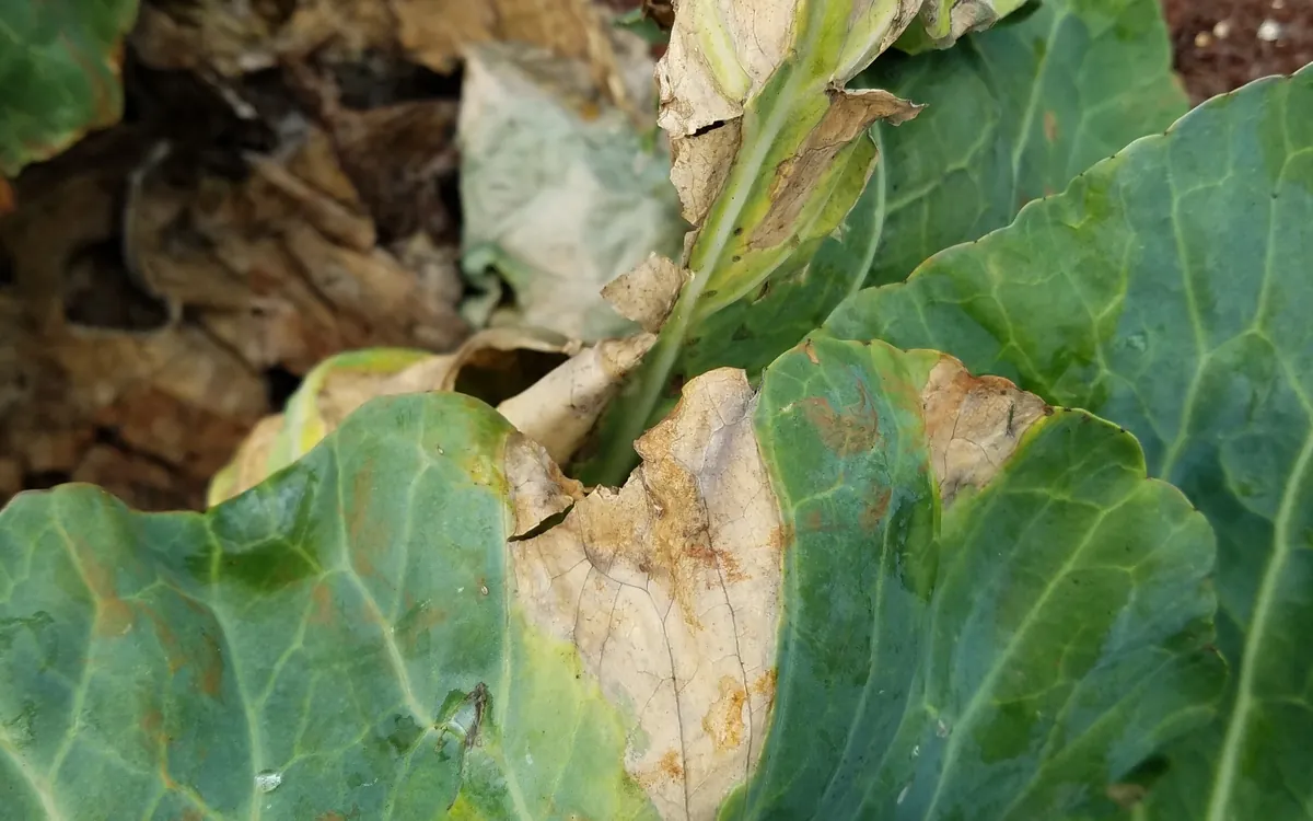 Black rot symptoms
