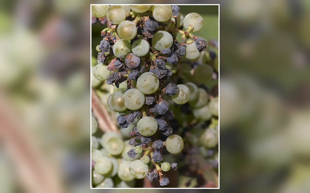Black rot symptoms