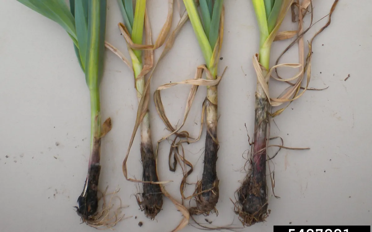 White rot symptoms