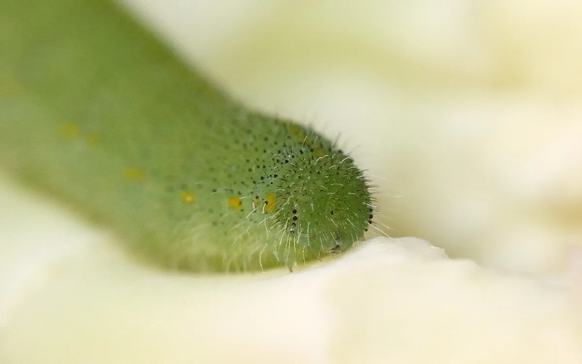 Imported cabbageworm symptoms