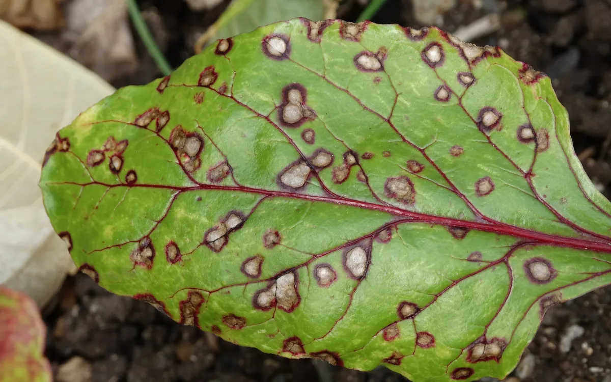 Cercospora leaf spot symptoms