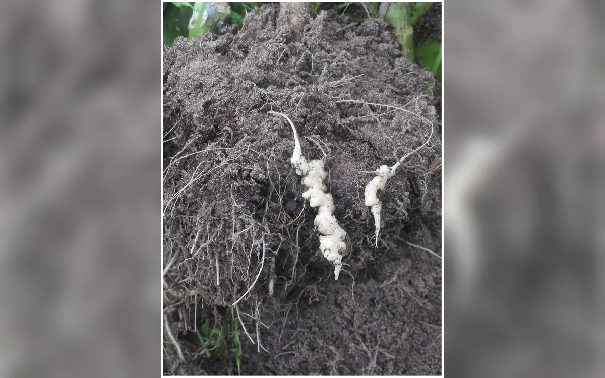 Clubroot symptoms