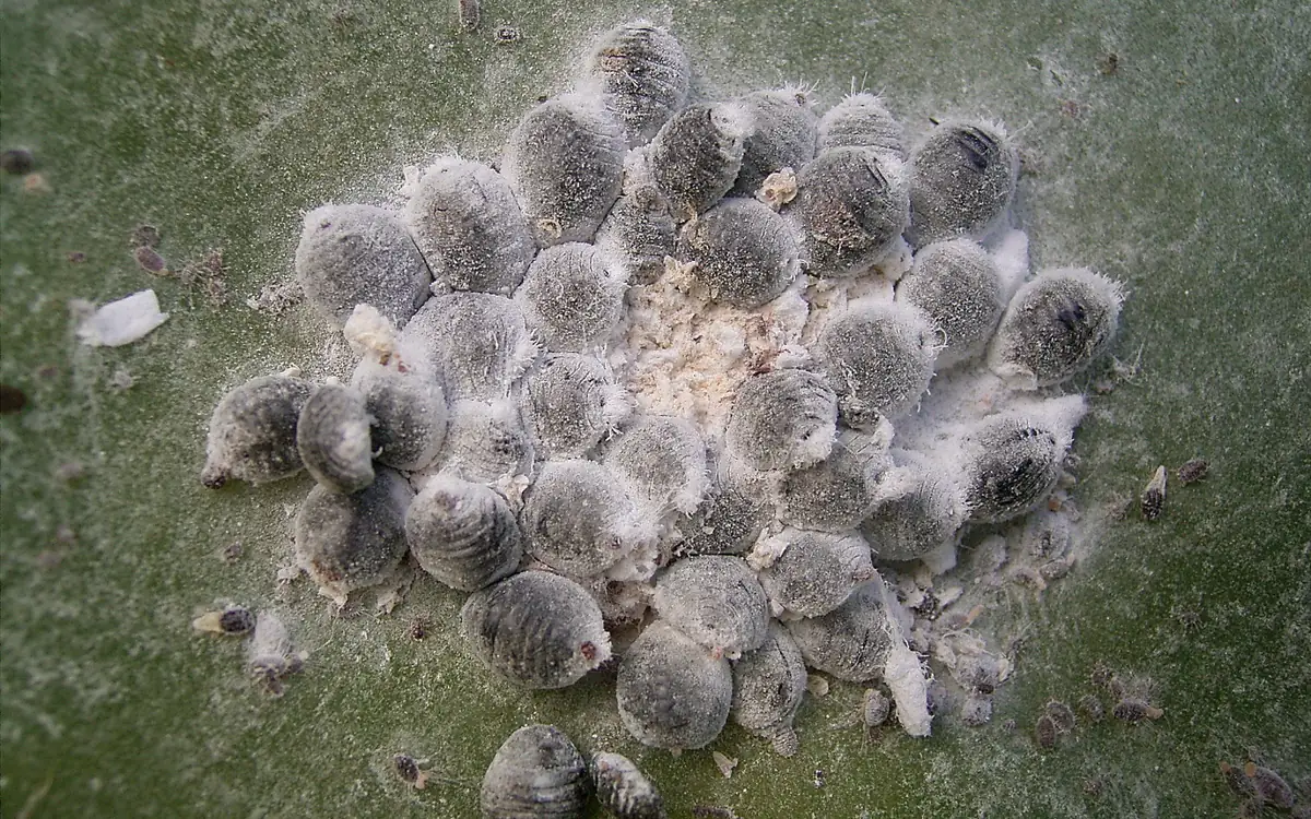 Cochineal scale symptoms