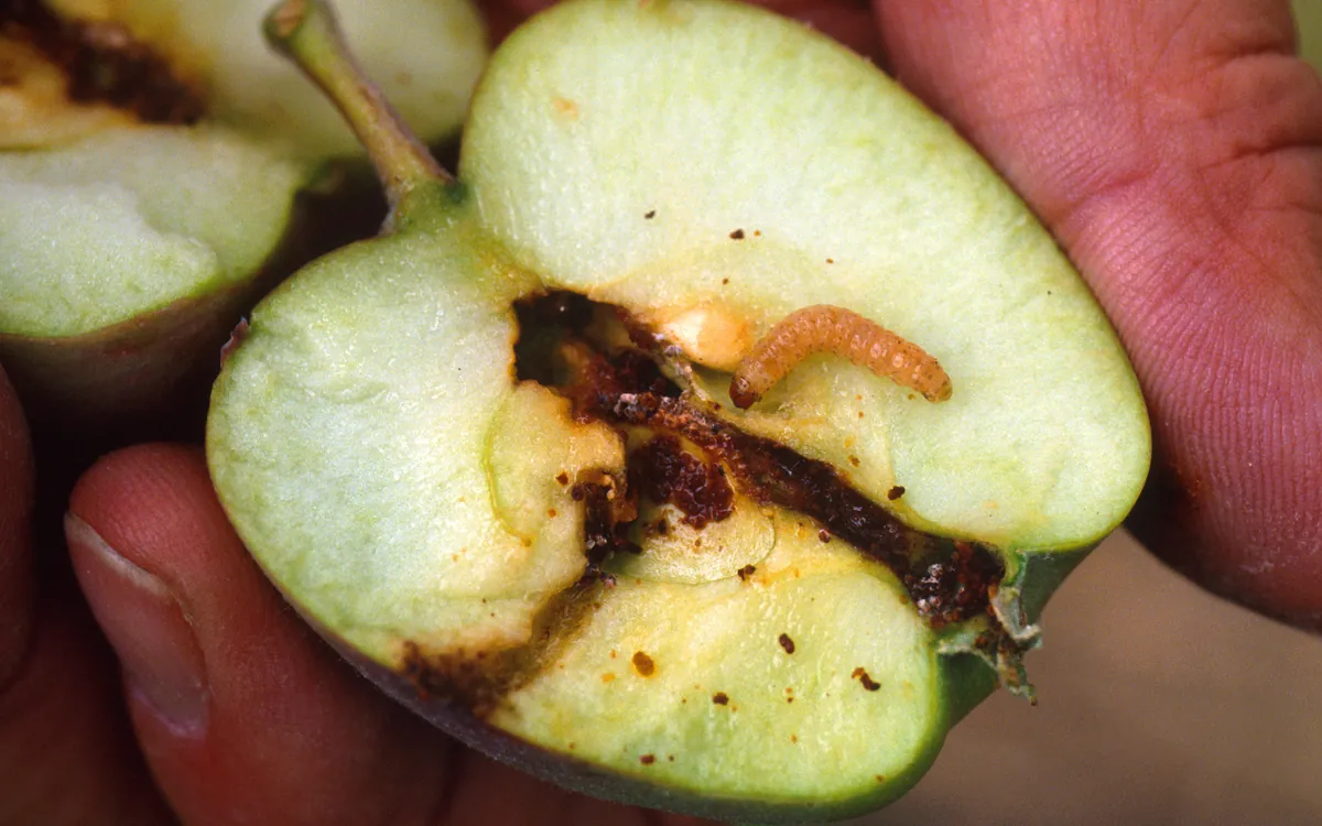 Codling moth symptoms