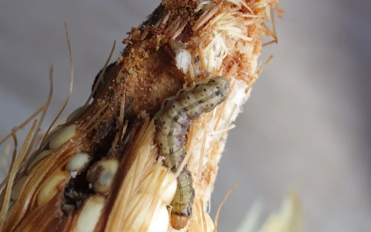 Corn earworm / tomato fruitworm symptoms