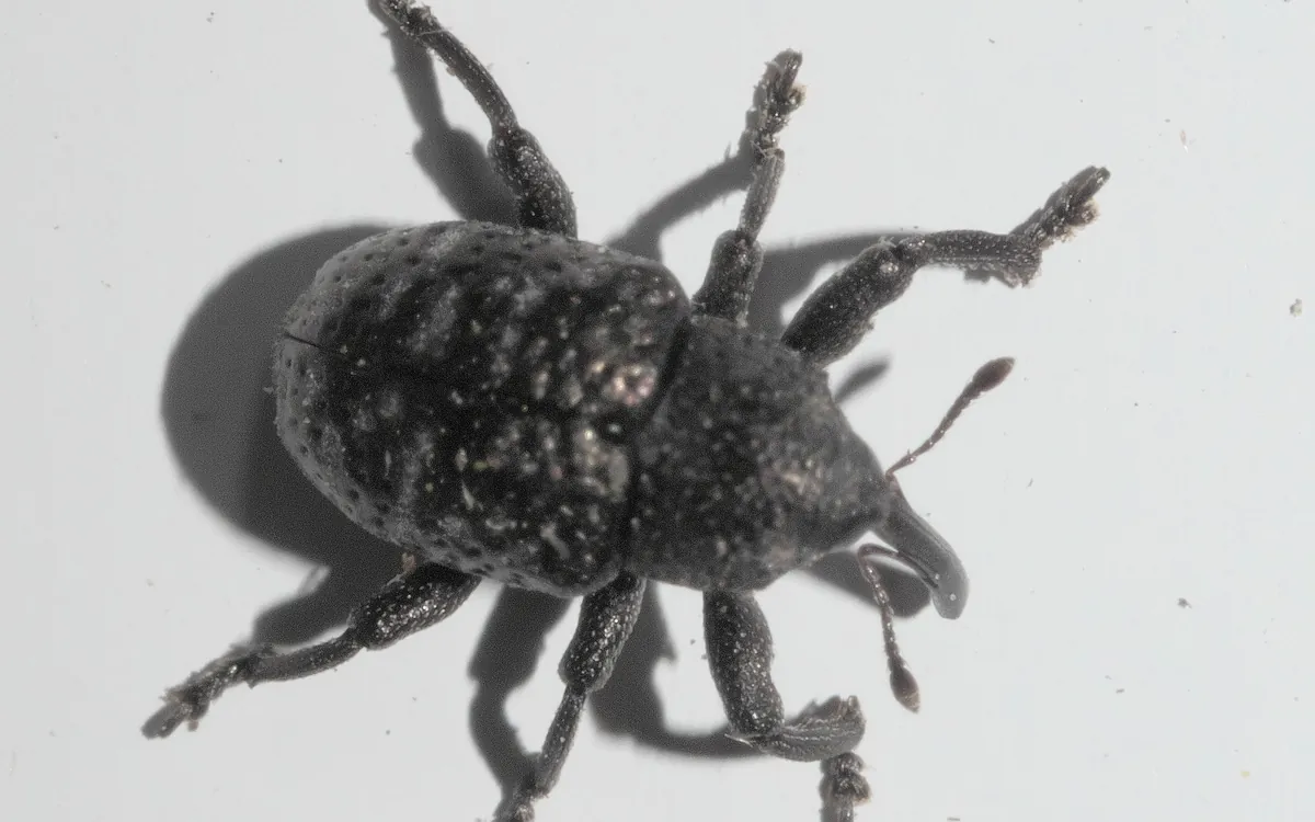 Cowpea curculio symptoms