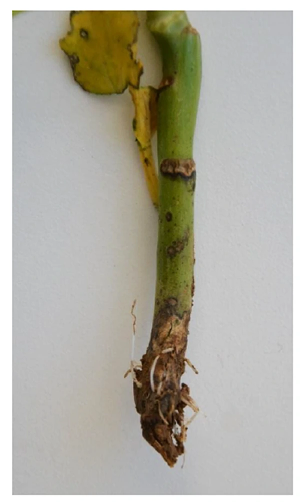 Crown rot symptoms