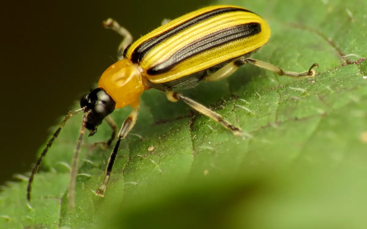 Cucumber beetles symptoms