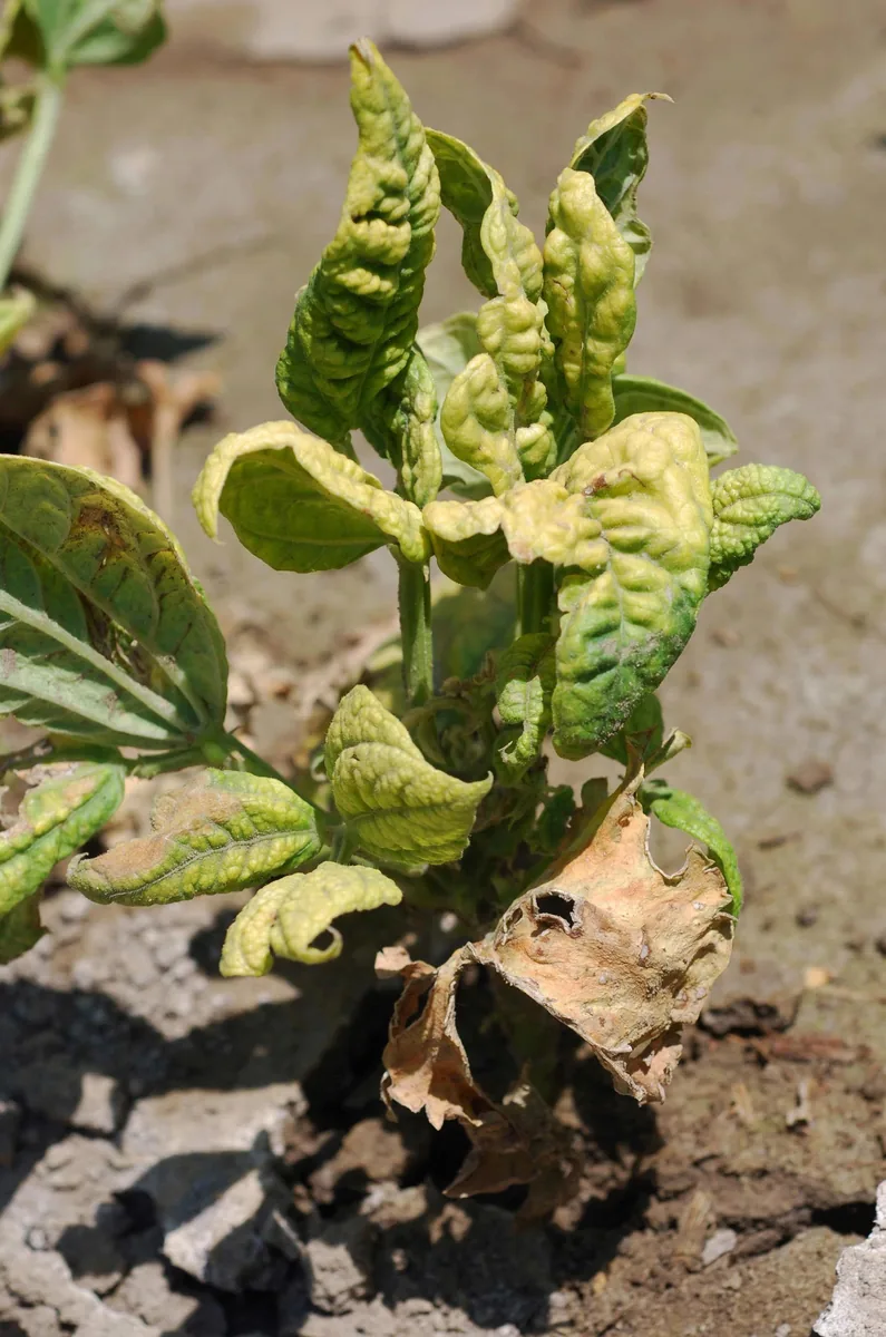 Curly top virus symptoms