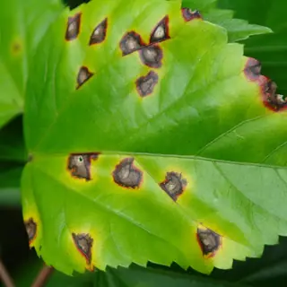 Bacterial leaf spot (race-specific resistance) symptoms