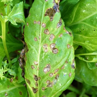 Black rot symptoms