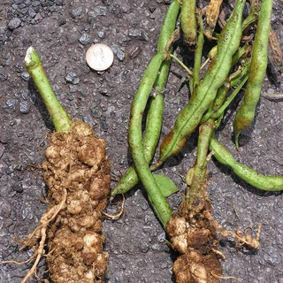 Root knot nematodes symptoms