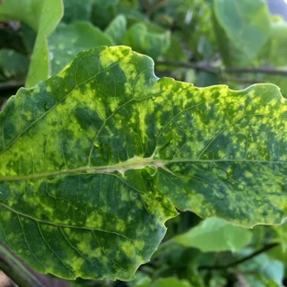 Potato virus Y symptoms