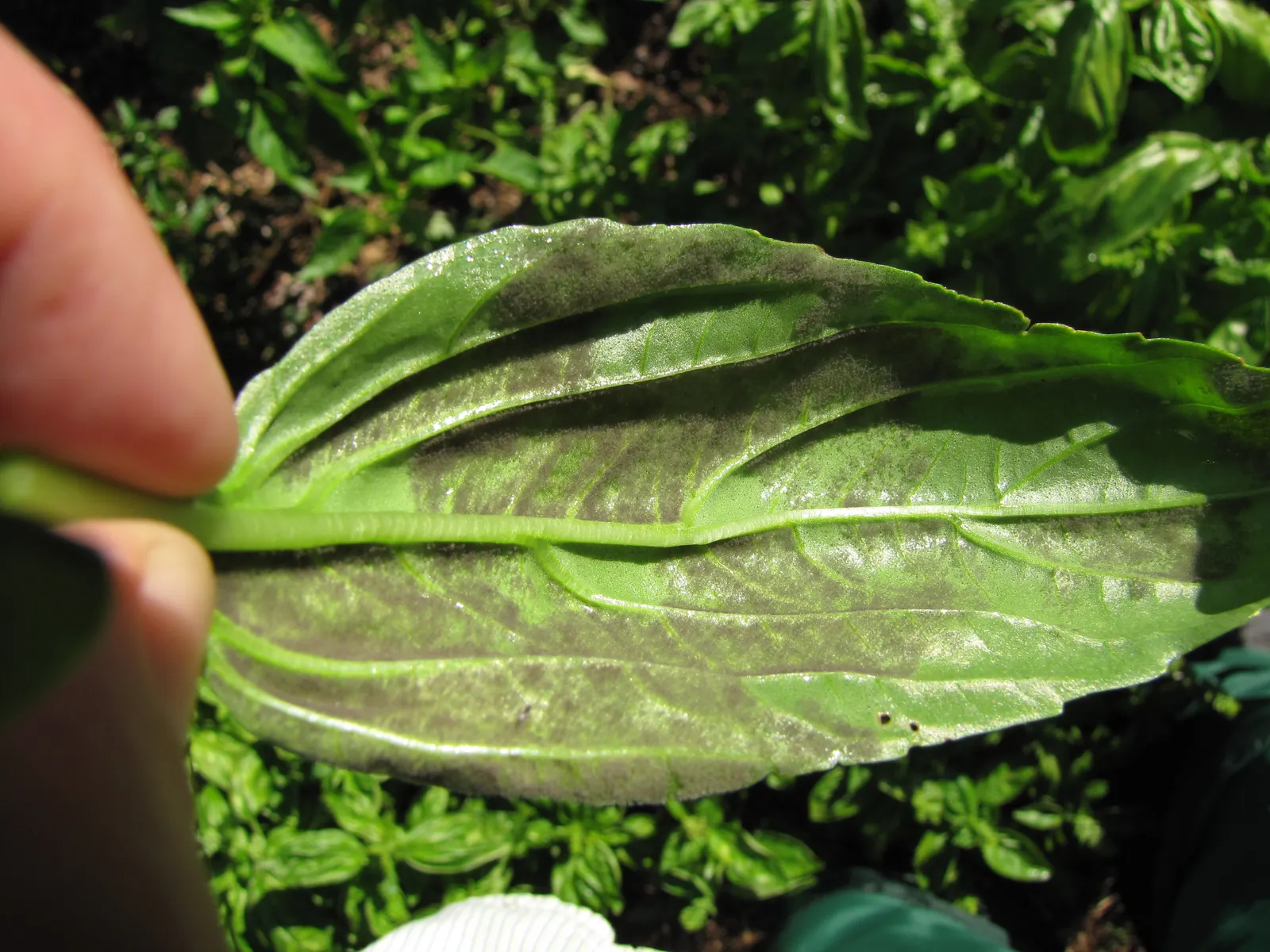 Basil downy mildew symptoms