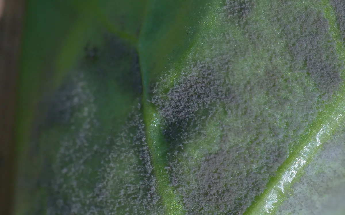 Downy mildew (spinach) symptoms