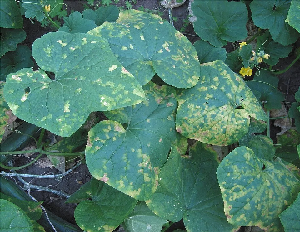 downy-mildew symptoms