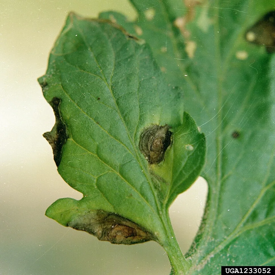 early-blight symptoms