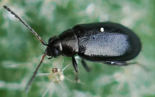 Flea beetles symptoms