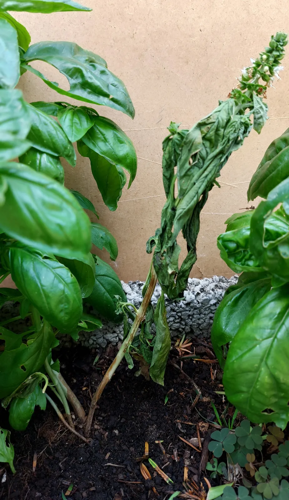 Fusarium wilt symptoms