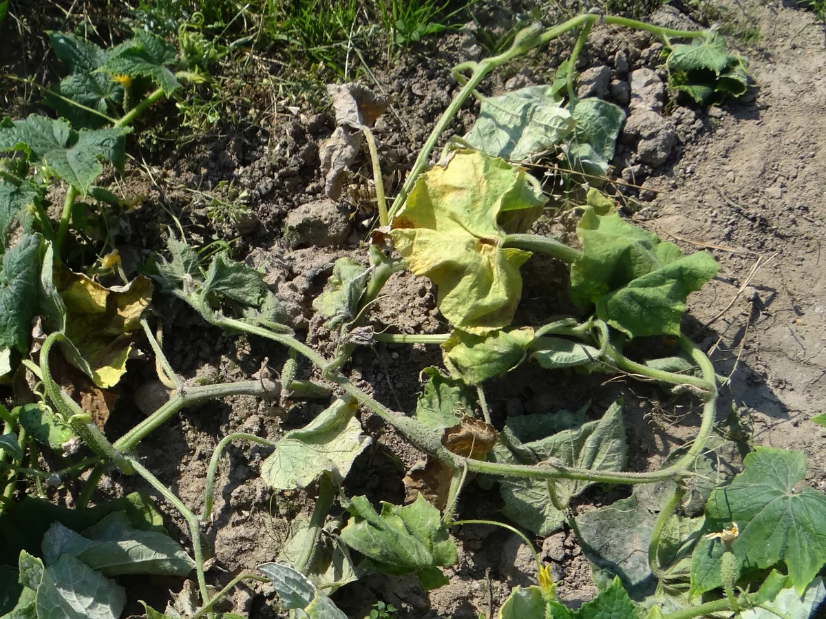 Fusarium wilt symptoms