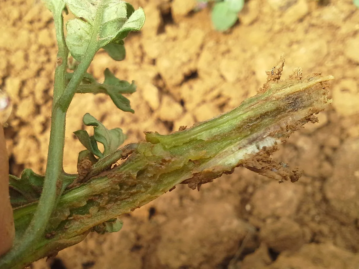 Fusarium wilt symptoms