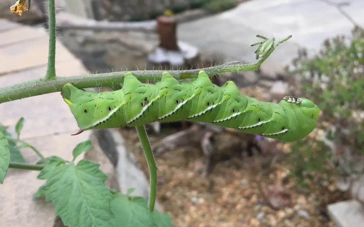 Tomato/tobacco hornworm symptoms