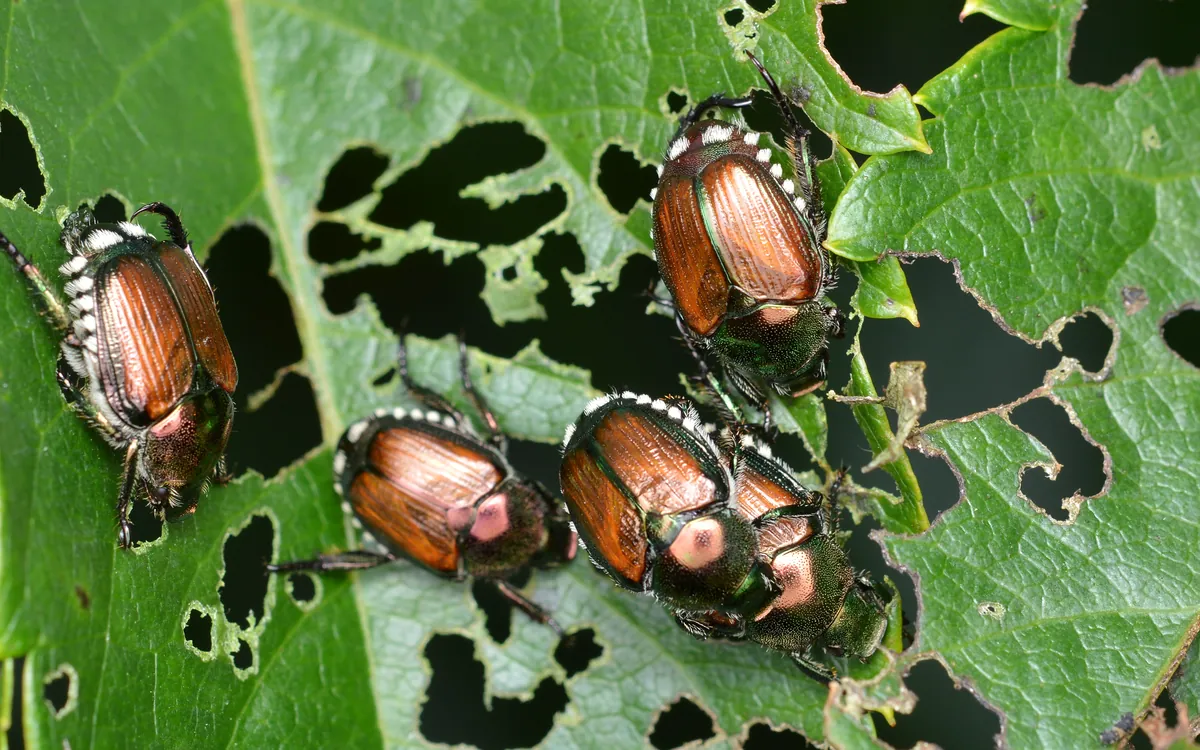 Japanese beetle symptoms