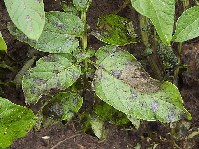 late-blight symptoms