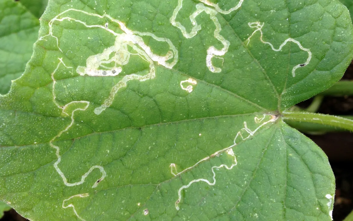 Leafminers symptoms