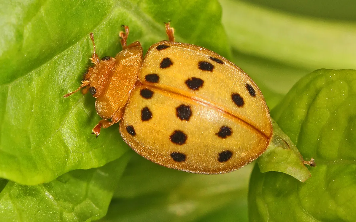 Mexican bean beetle symptoms