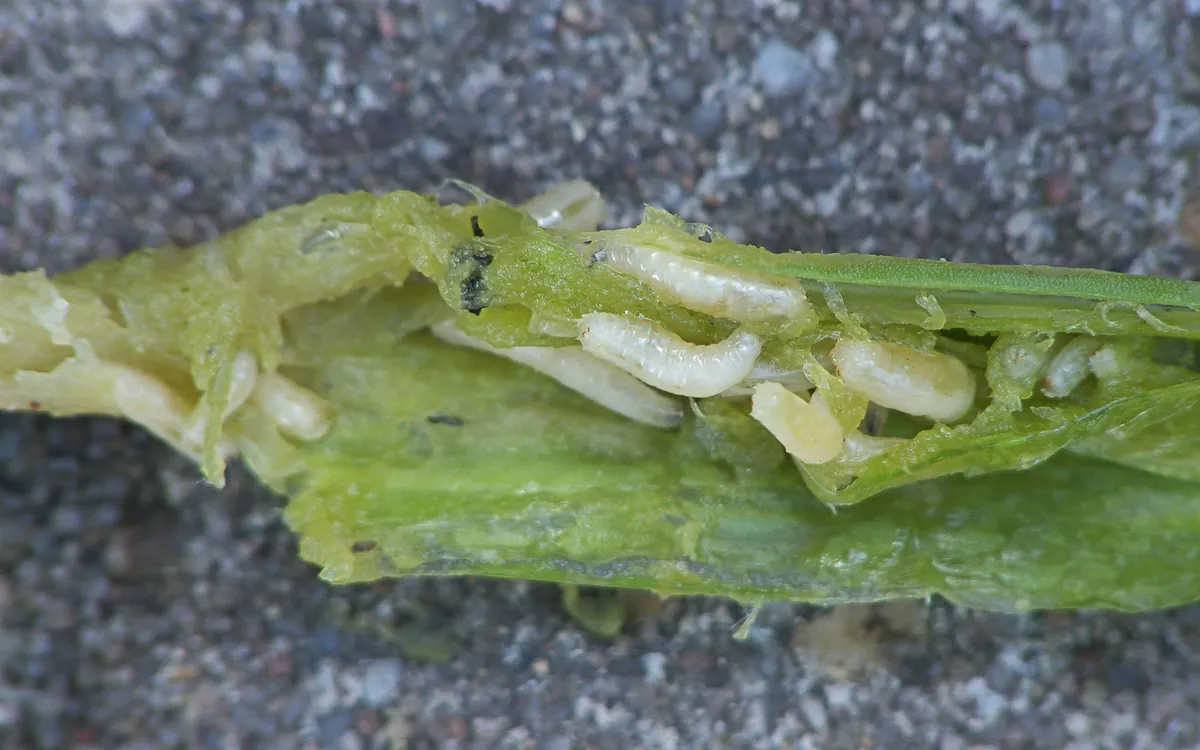 Onion maggot symptoms