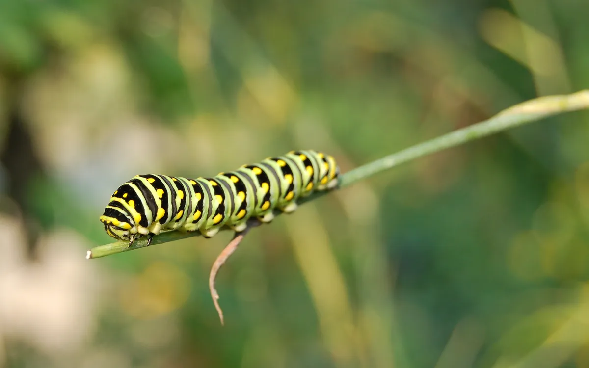 Parsleyworm (eastern black swallowtail) symptoms