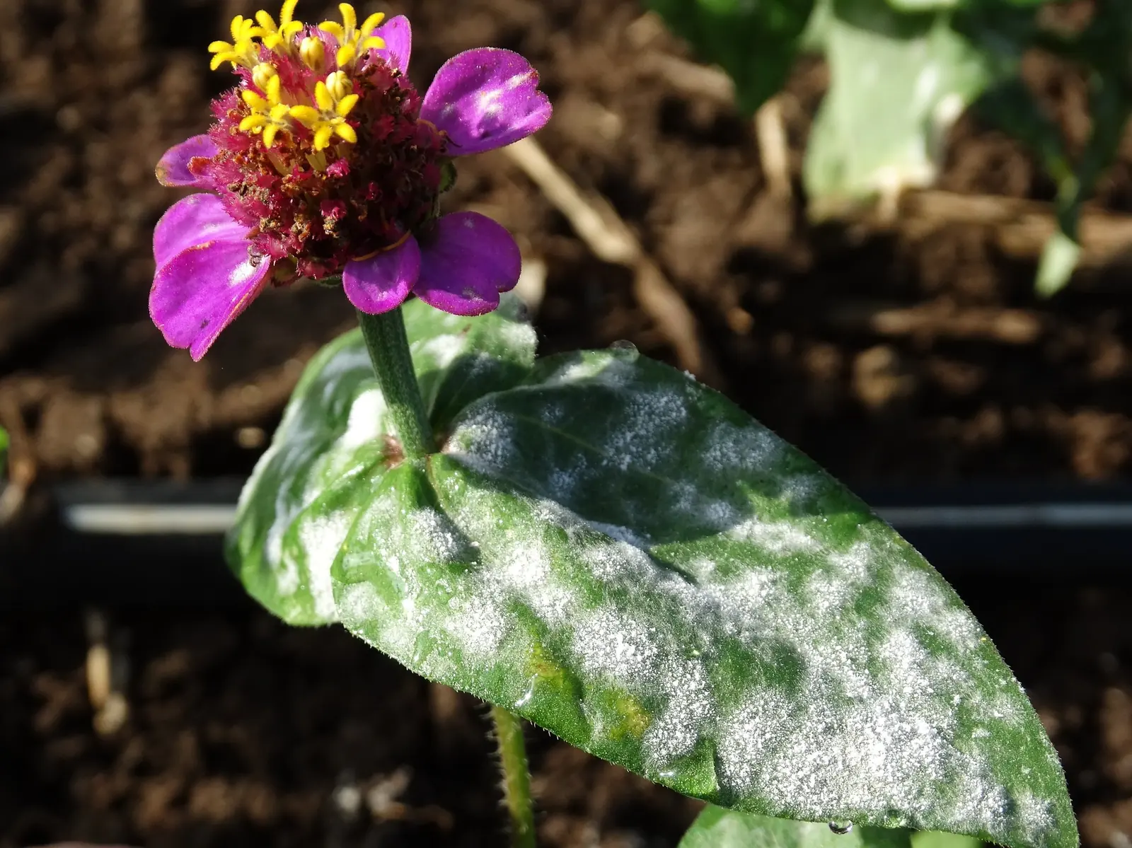 Powdery mildew symptoms