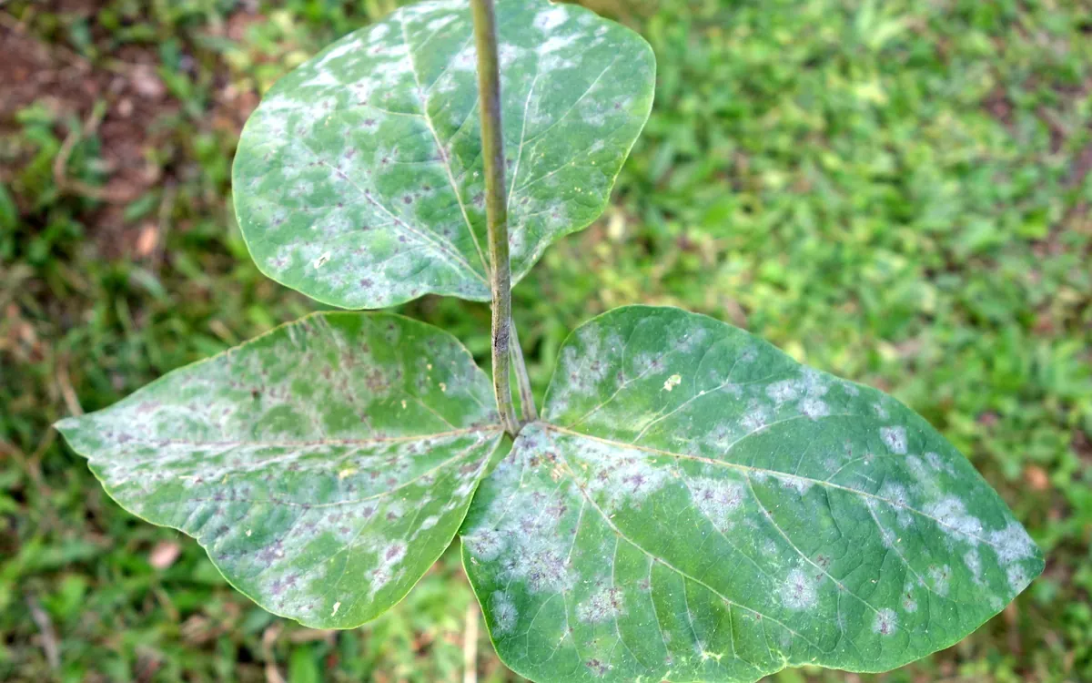 Powdery mildew symptoms