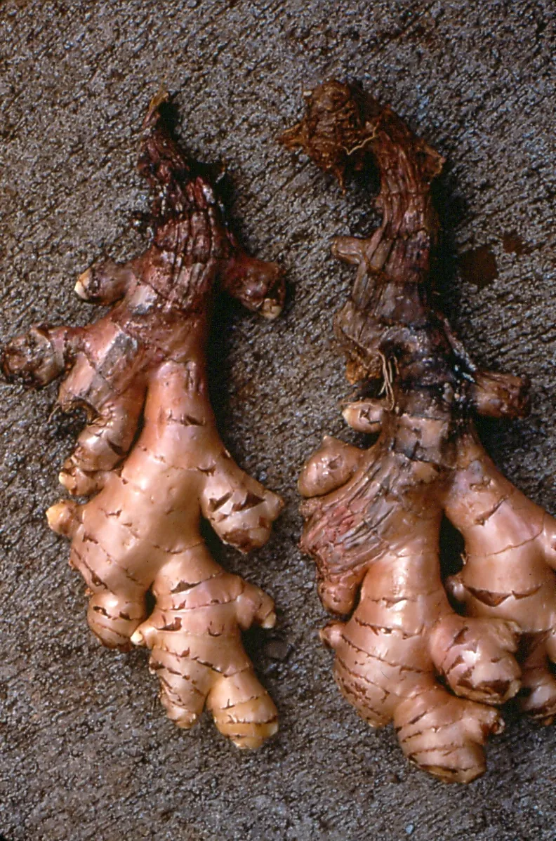 Pythium rhizome rot symptoms