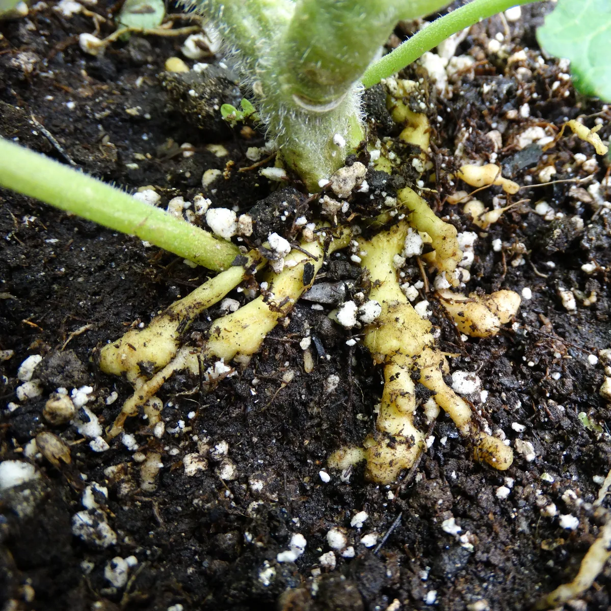 Root knot nematode symptoms