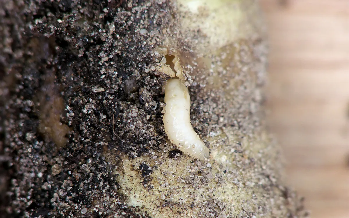 Root maggot complex symptoms
