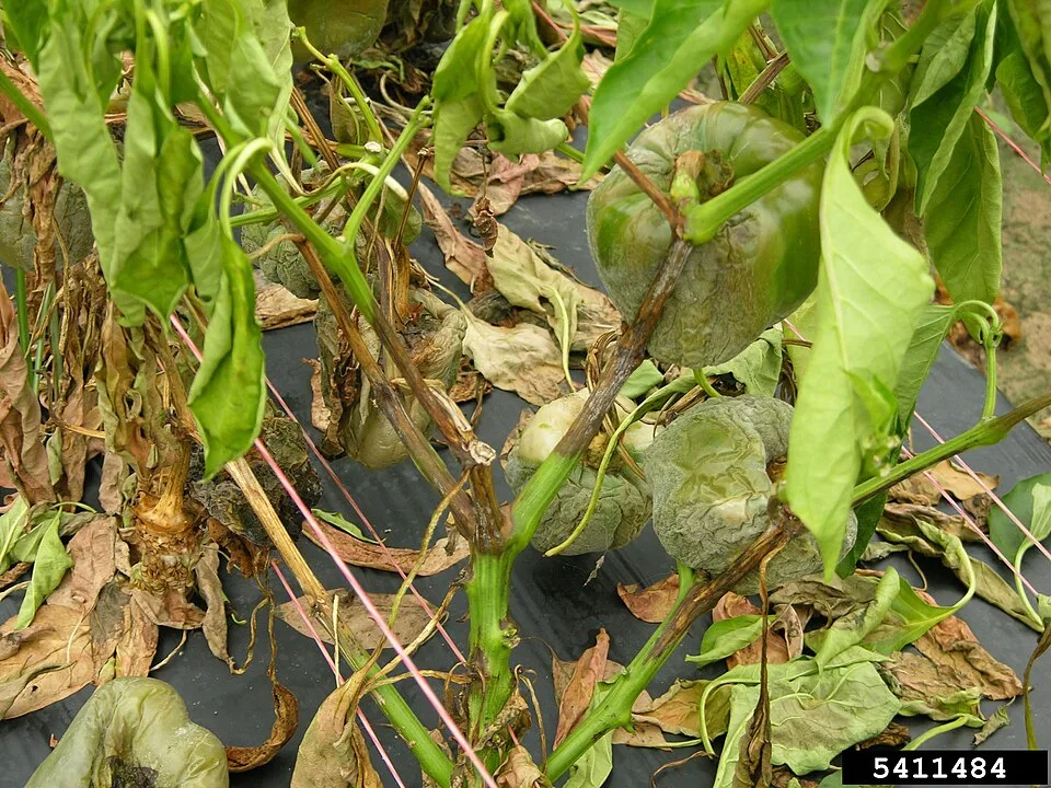 Root rot symptoms