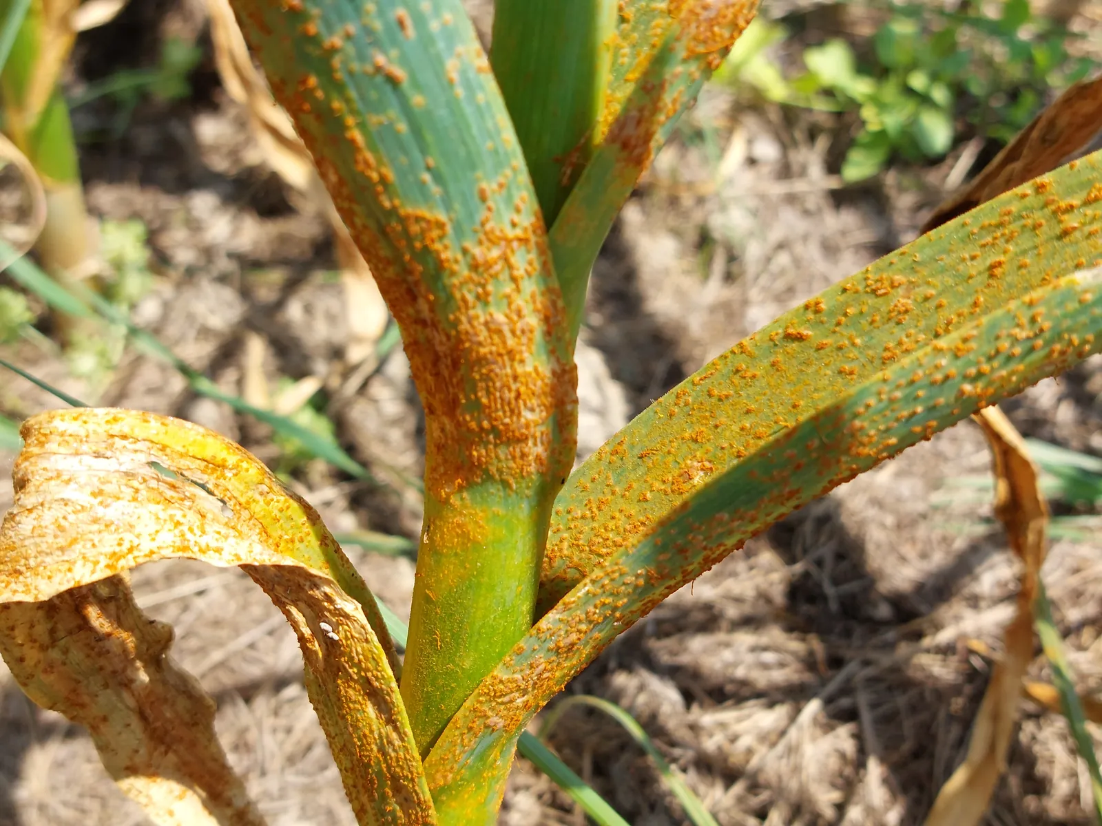 Allium rust symptoms